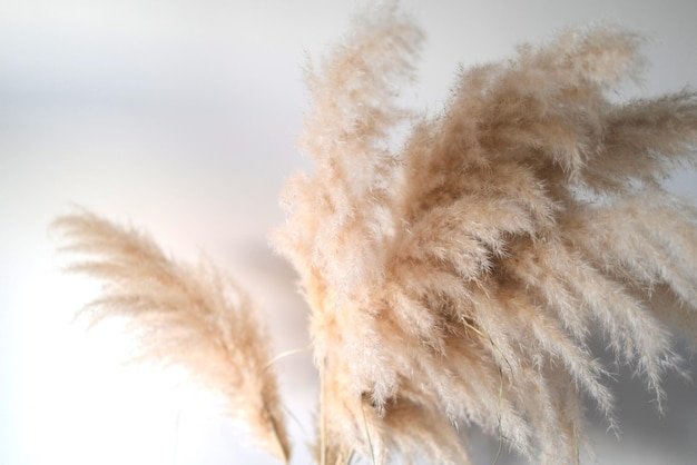 Pampas Grass