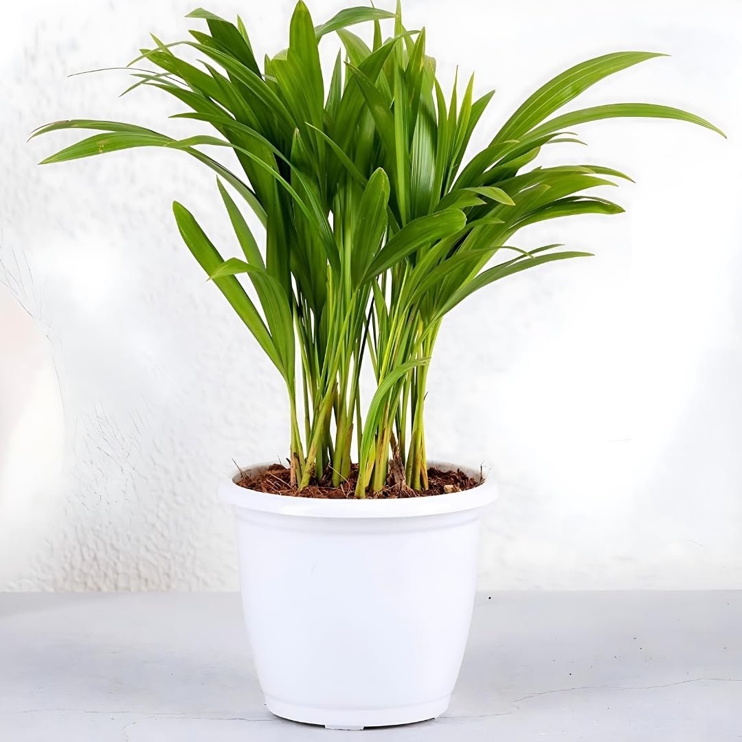 Areca Palm