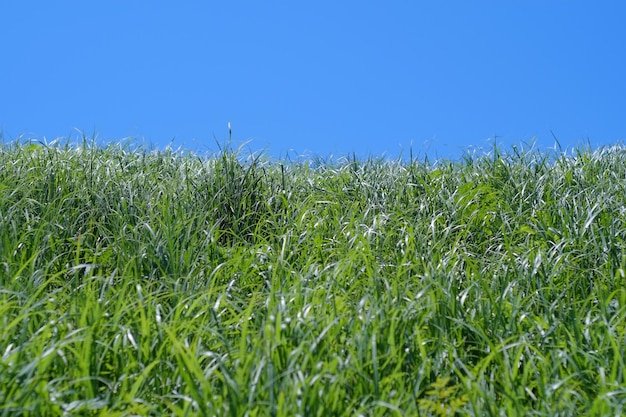 Bluegrass