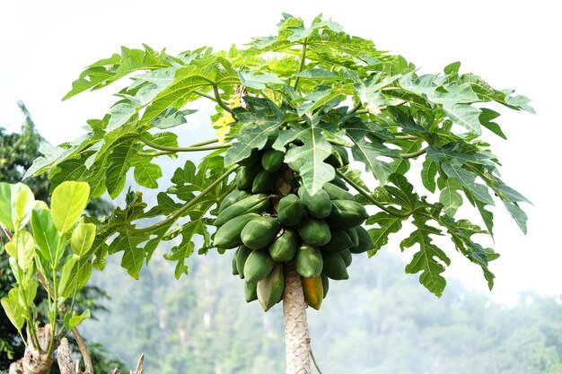 Papaya Tree