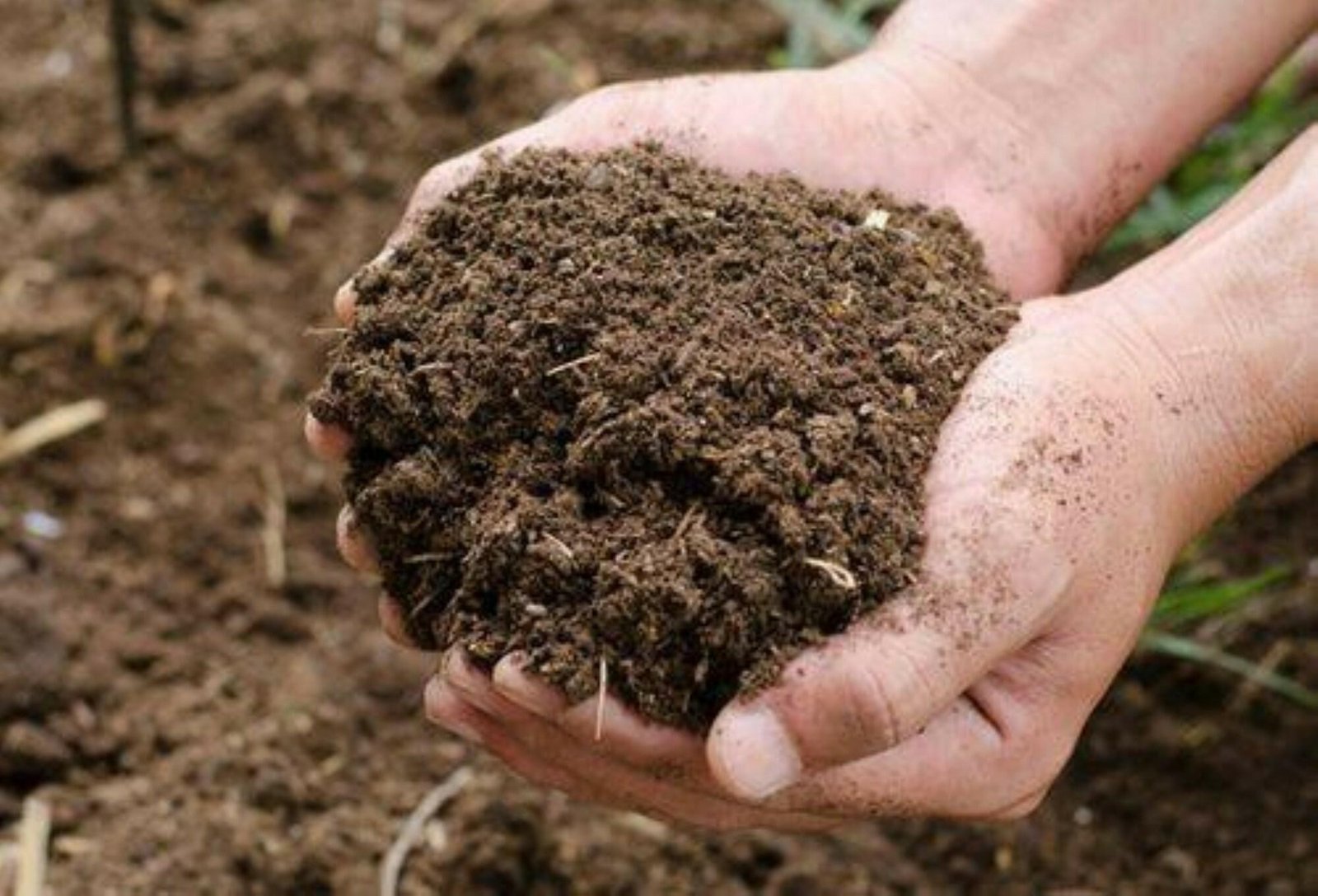 Cow Dung Manure