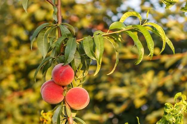 Peach Tree