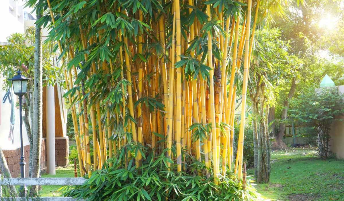 Golden Bamboo