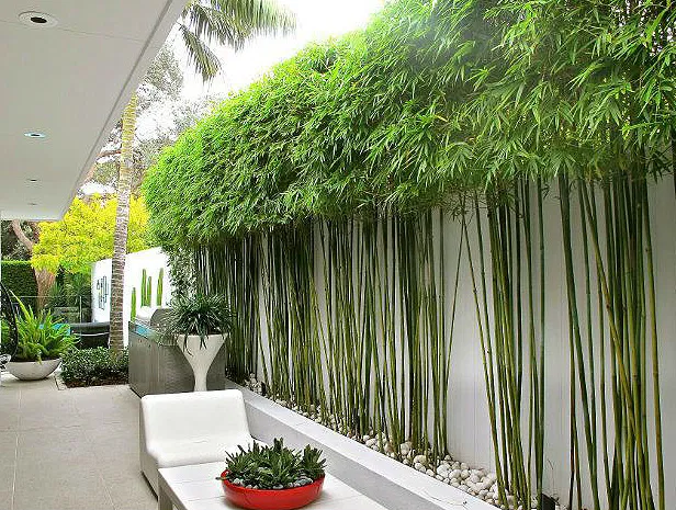 Chinese Dwarf Bamboo