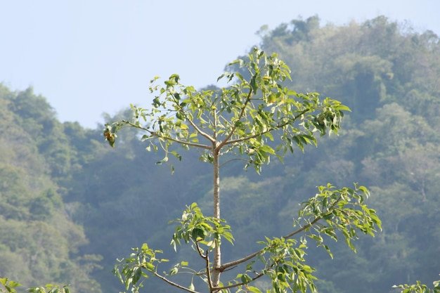 Neem Tree