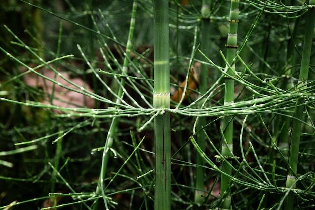 Buddha Belly Bamboo