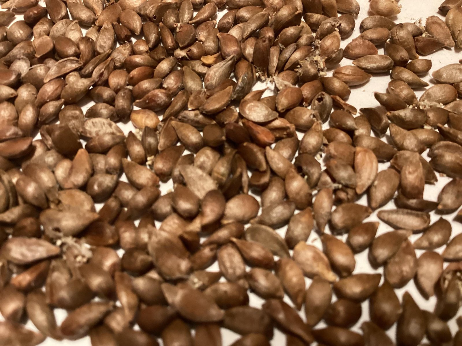 Apple Seeds