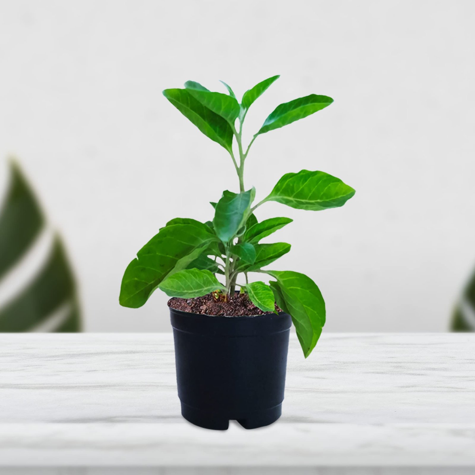 Ashwagandha
