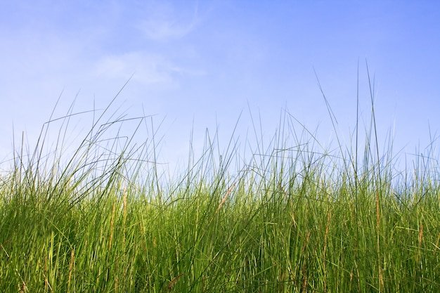 Buffalo Grass