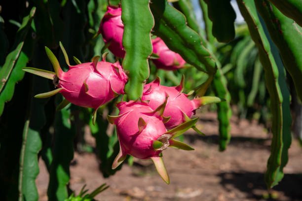 Dragon Fruit (Red)