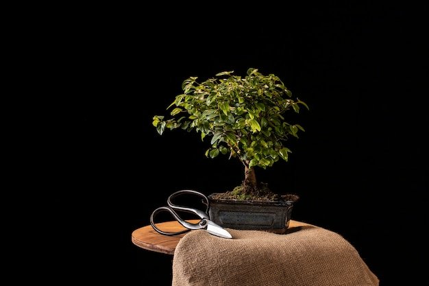 Maple Bonsai