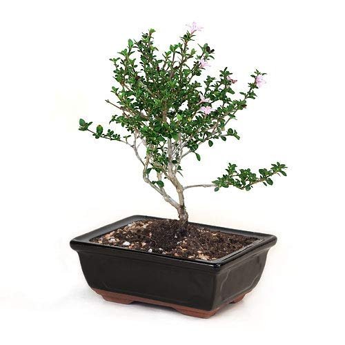 Serissa Bonsai