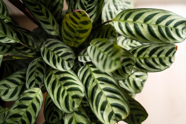 ZZ Plant (Zamioculcas zamiifolia) mota