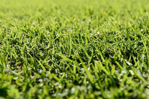 Zoysia Grass