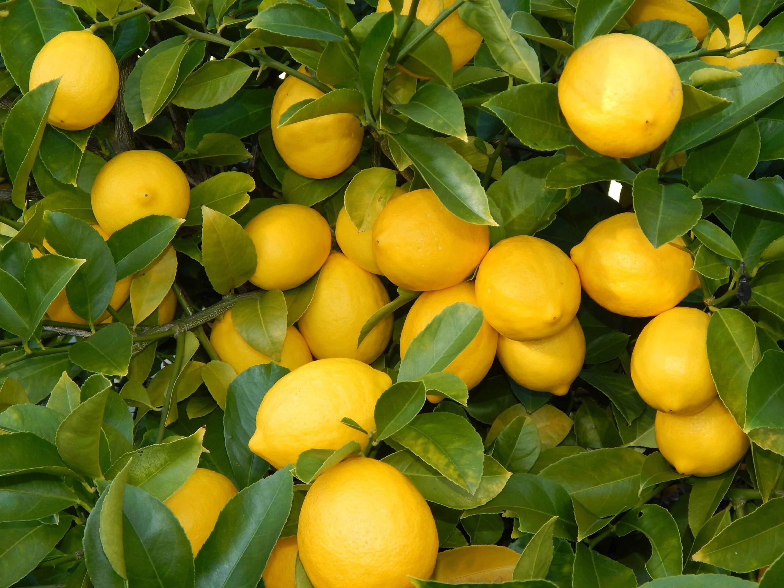 Seedless Lemon