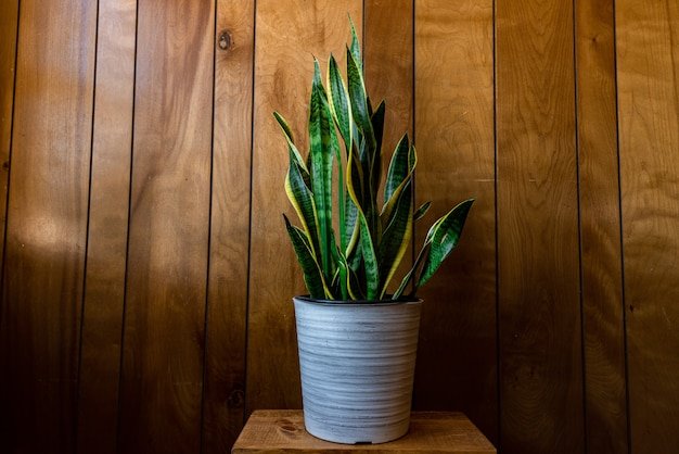 Snake Plant (Sansevieria)