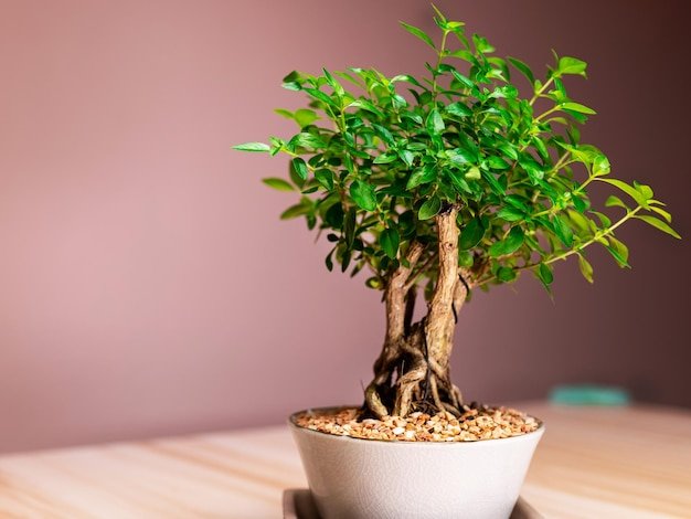 Ficus Bonsai