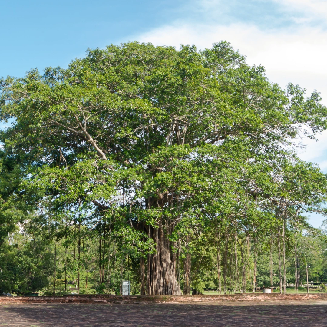 Peepal Tree