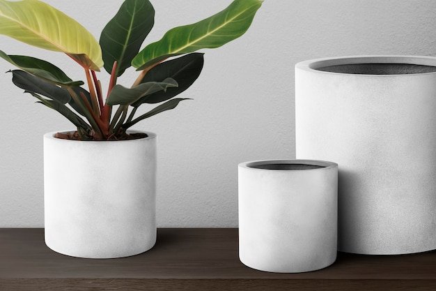 Modern Concrete Pots