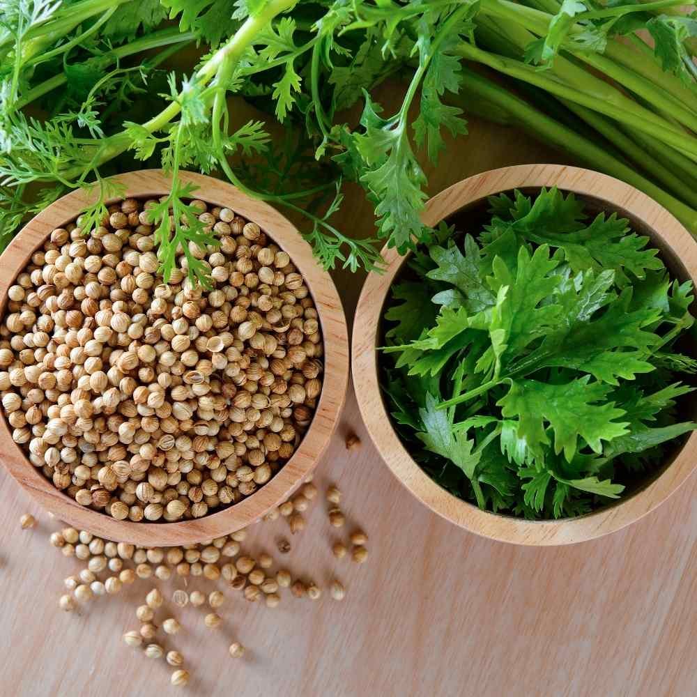 Coriander Seeds (Dhaniya)