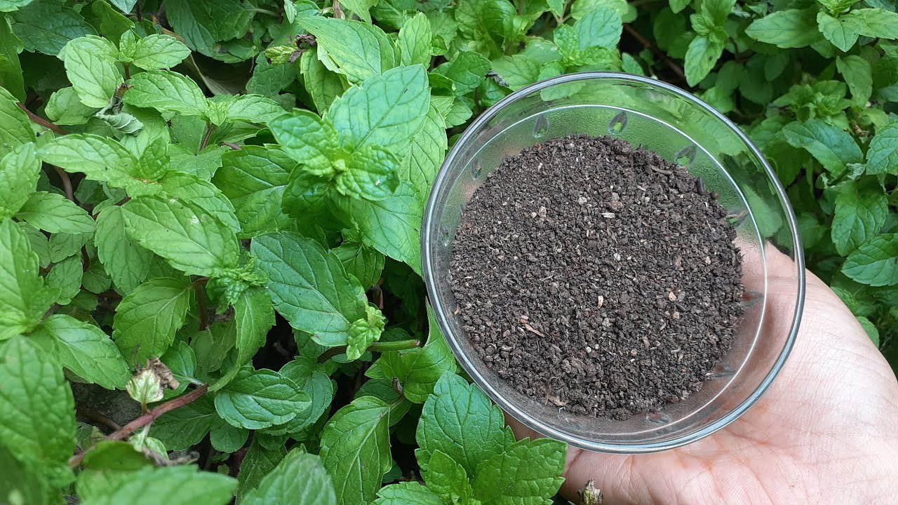Mint Seeds (Pudina)