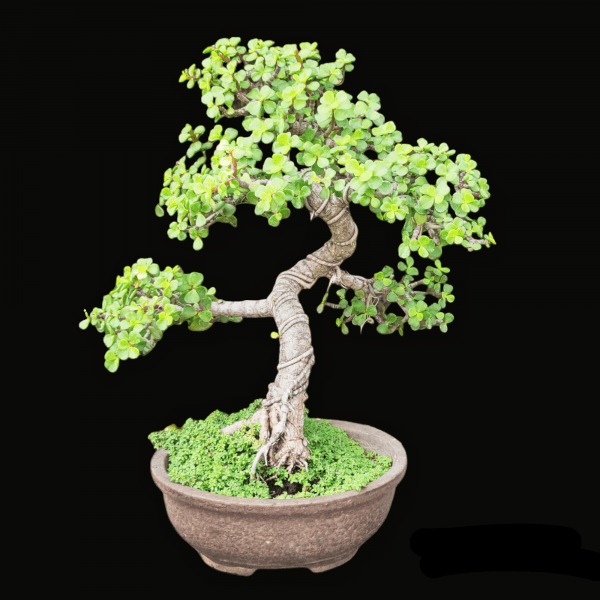 Jade Bonsai