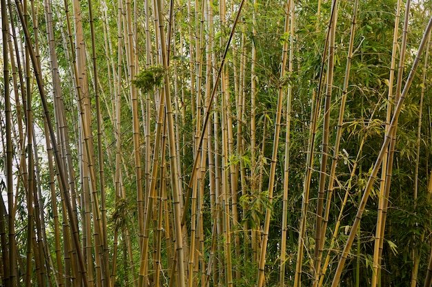 Striped Bamboo