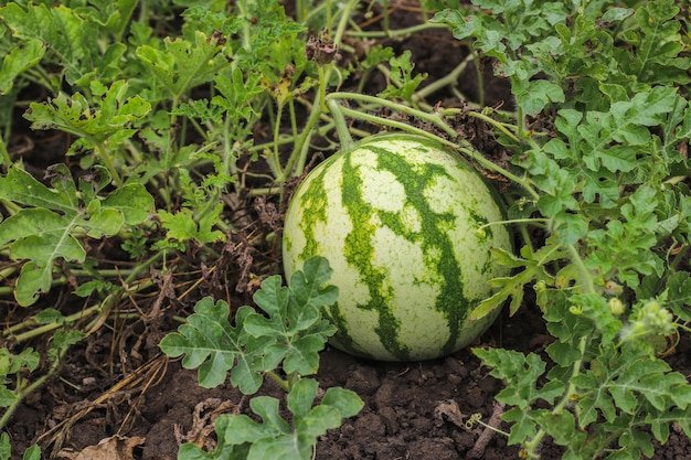 Watermelon