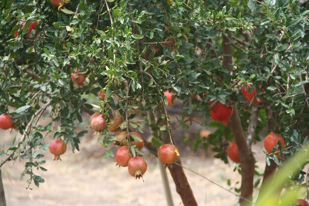 Pomegranate Tree