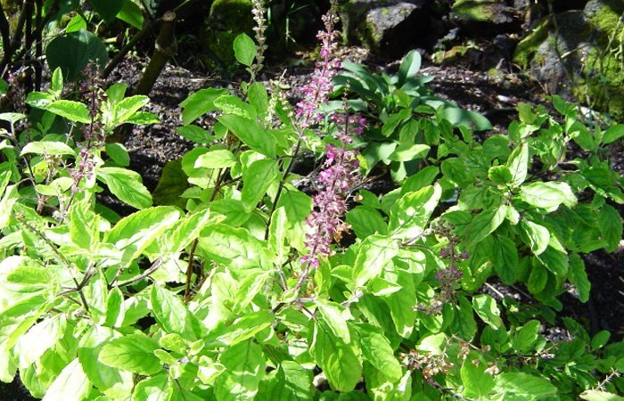 Tulsi (Holy Basil)