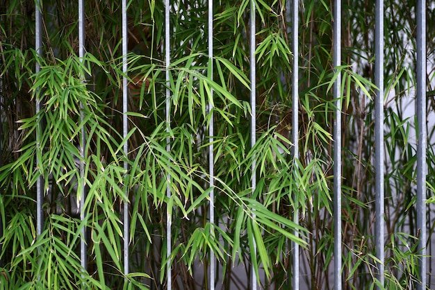Silverstripe Bamboo