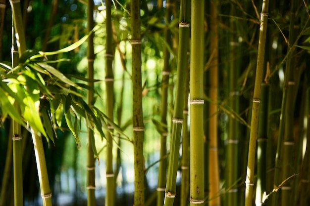 Giant Timber Bamboo
