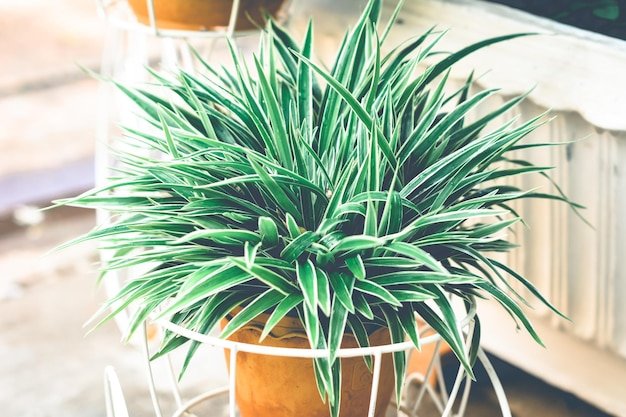 Spider Plant (Chlorophytum comosum)