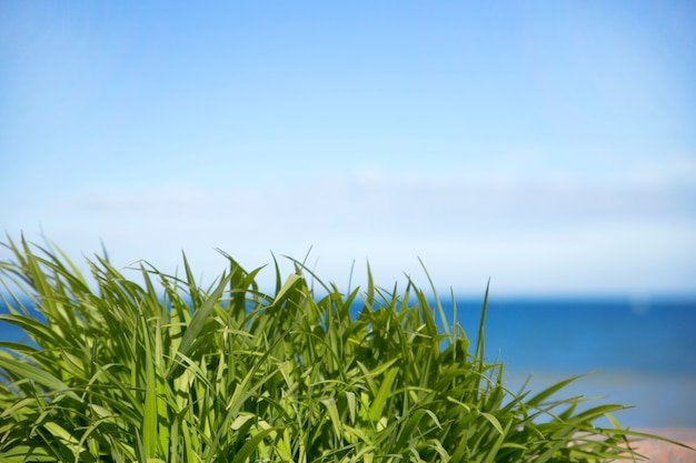 St. Augustine Grass