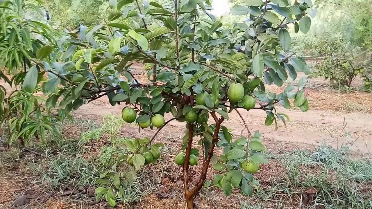 Guava Tree
