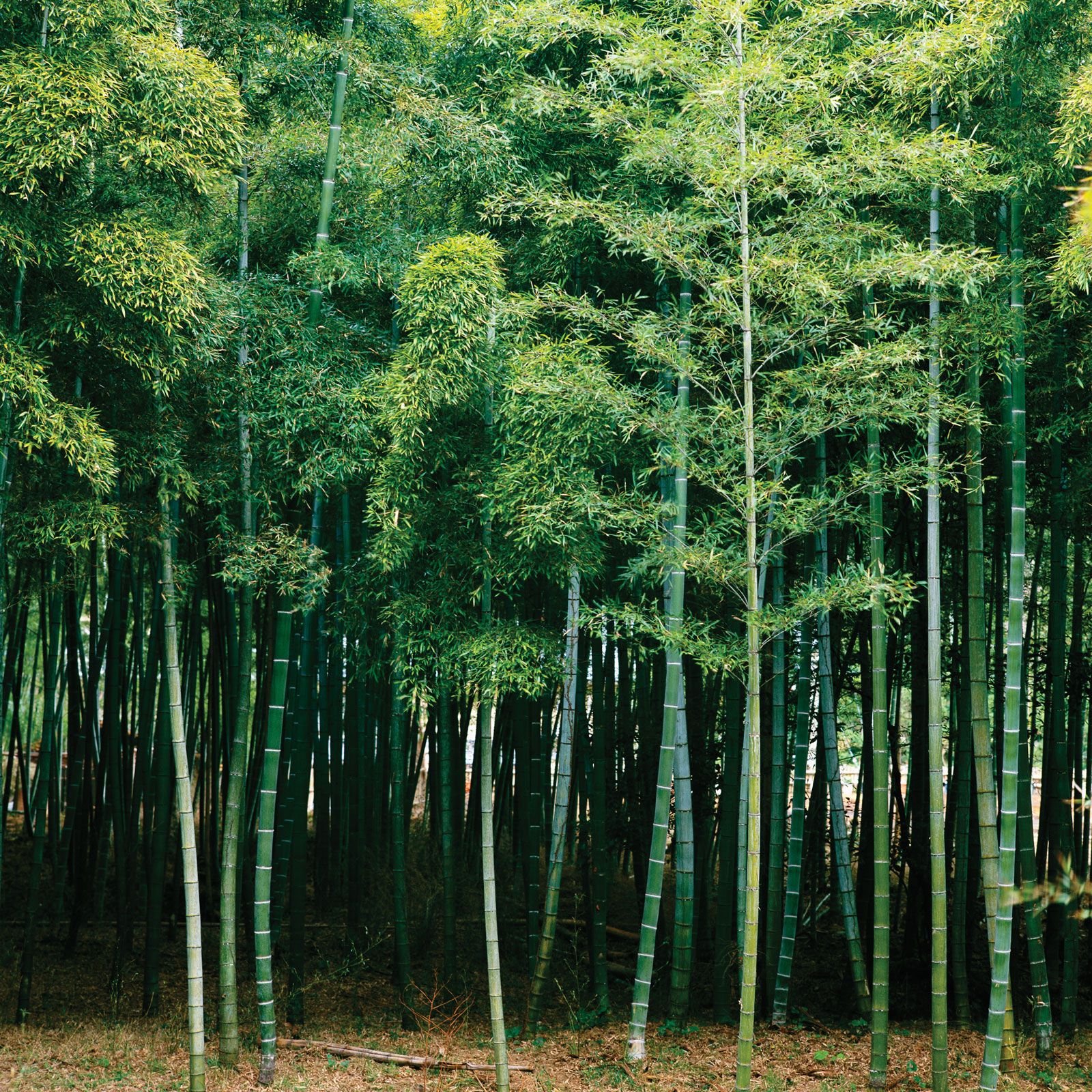 Bamboo Tree