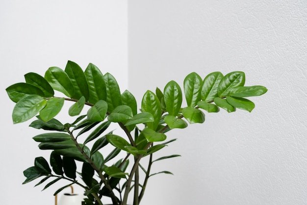 ZZ Plant (Zamioculcas zamiifolia) –nana