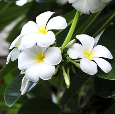 Plumeria (Champa)