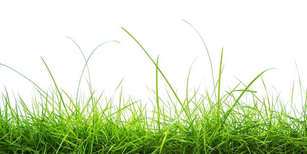 Koeleria Grass