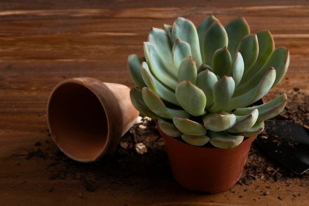 Succulent Pots