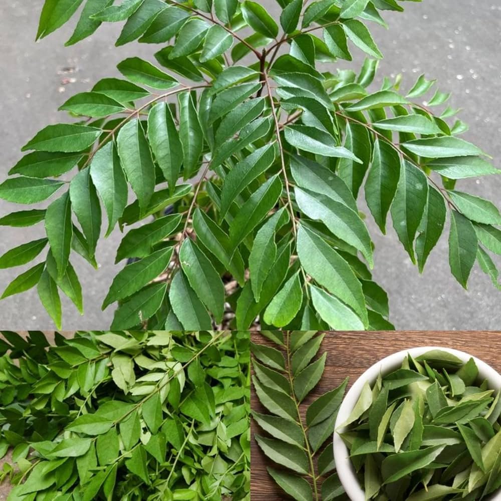 Curry Leaf
