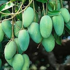 Thai All-Season Mango