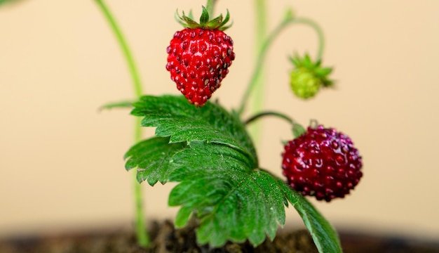 Strawberry Plant