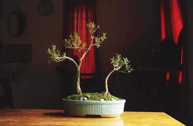 Chinese Elm Bonsai