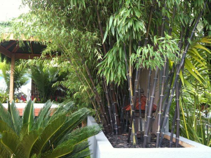 Black Bamboo