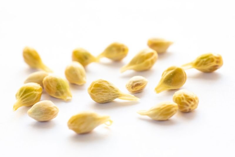 Orange Seeds