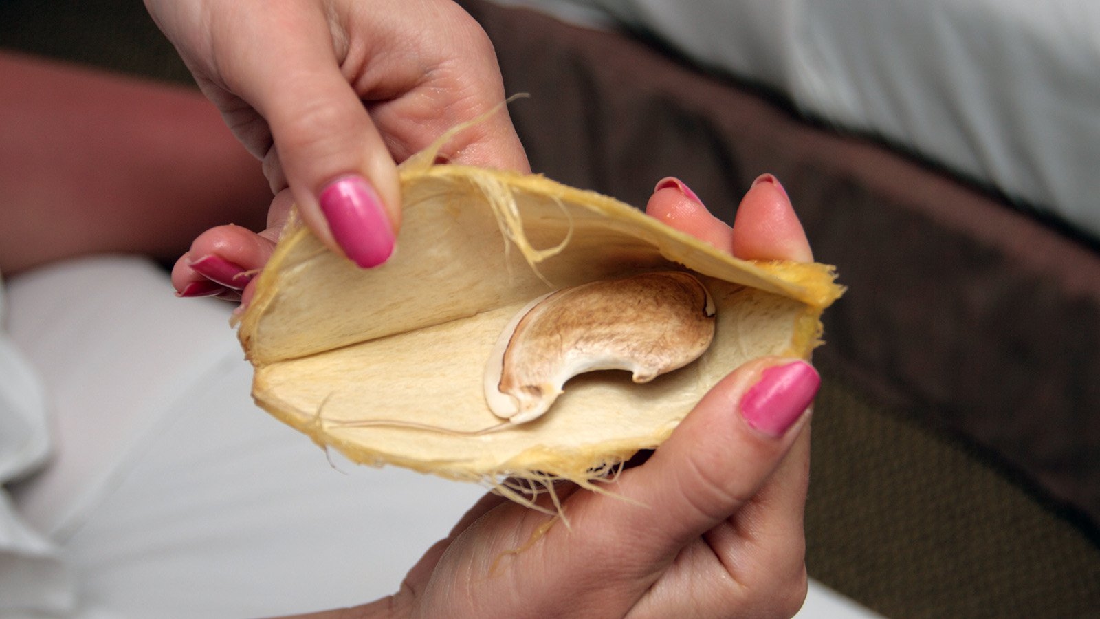 Mango Seed