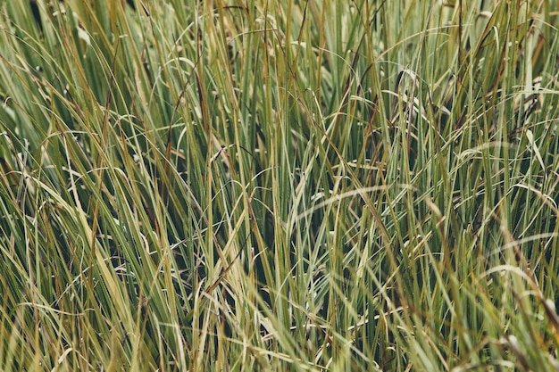 Ryegrass