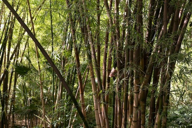 Alphonse Karr Bamboo