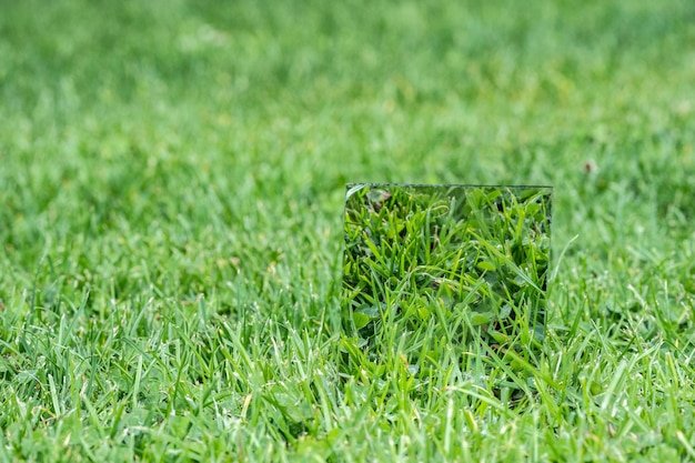 Bermuda Grass